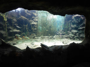 the-aquarium-of-black-perigord