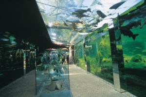 the-aquarium-of-black-perigord